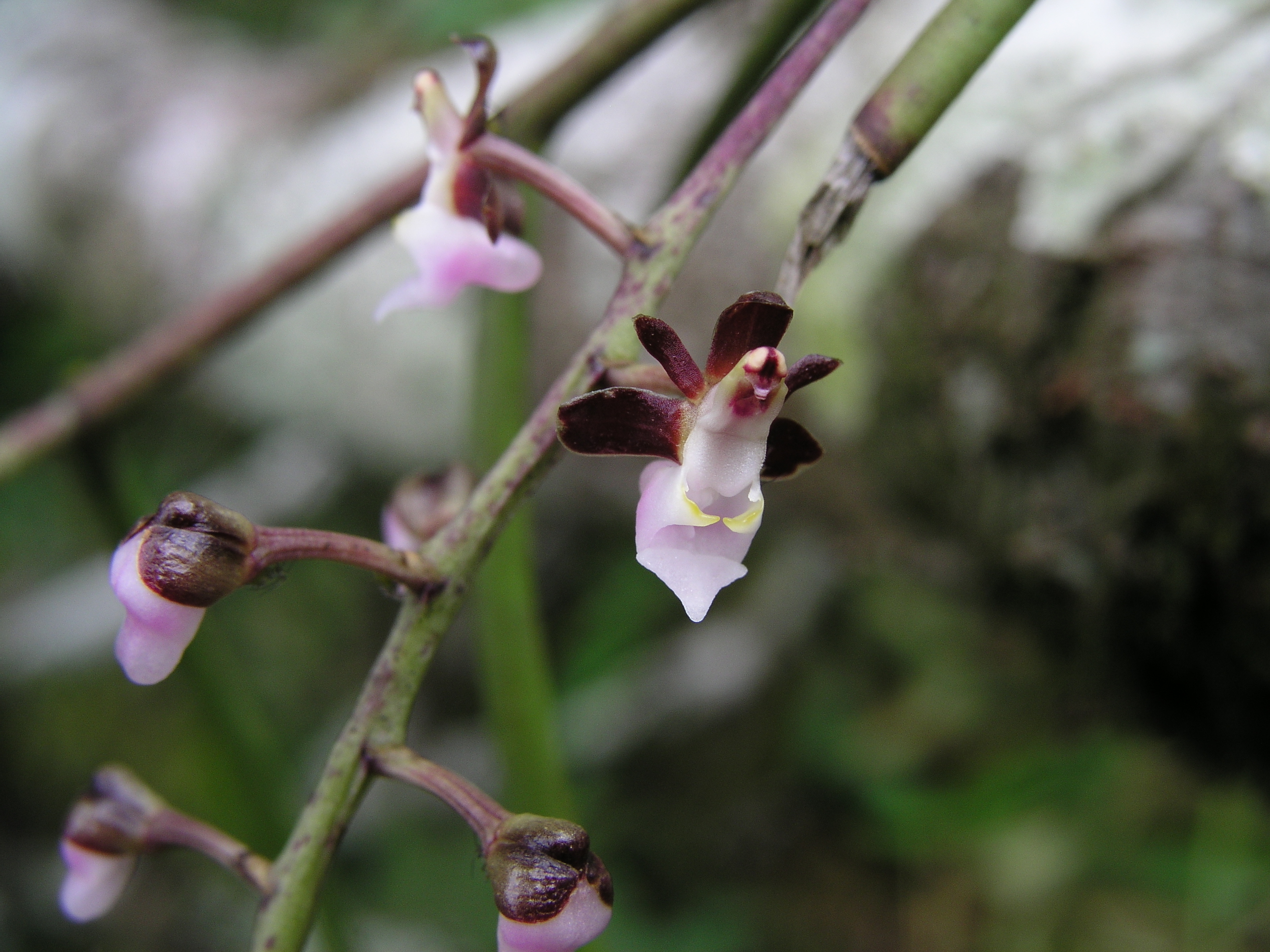 เอื้องก้างปลา Cleisostoma fuerstenbergianum F.Kranzl.<br/>ORCHIDACEAE